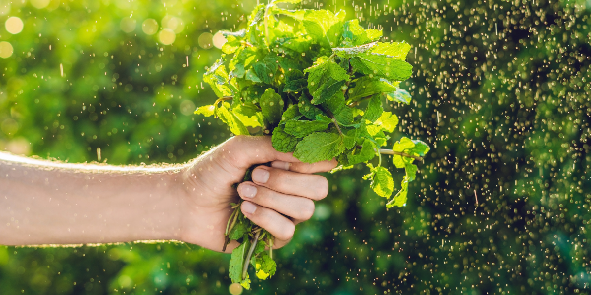 Fresh Mint Leaves
