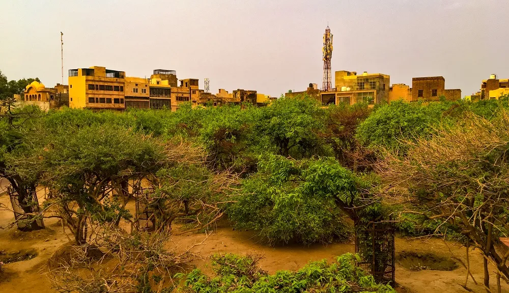 Mystical Trees of Nidhivan