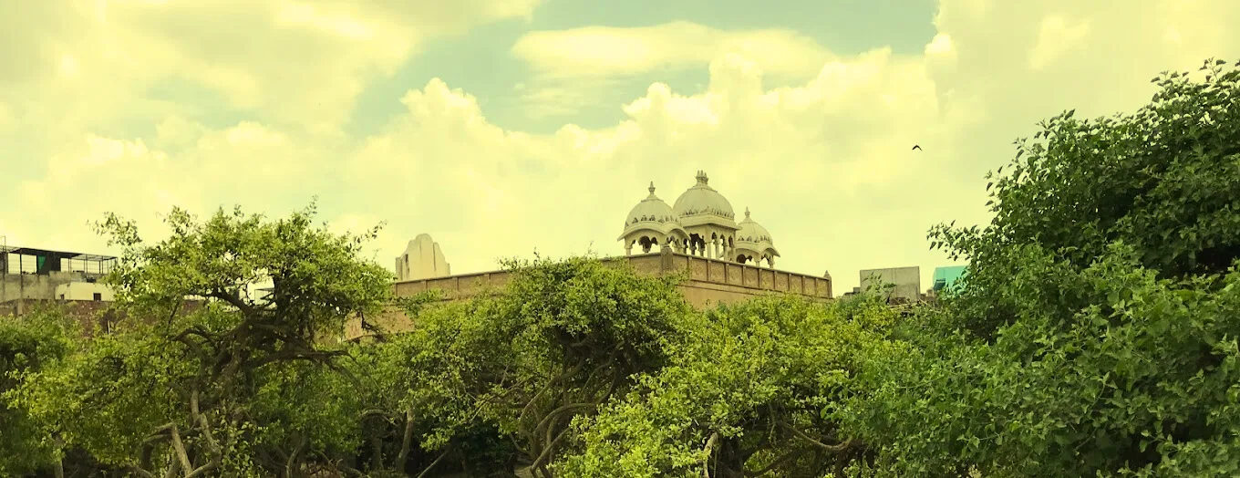 tulsi tree