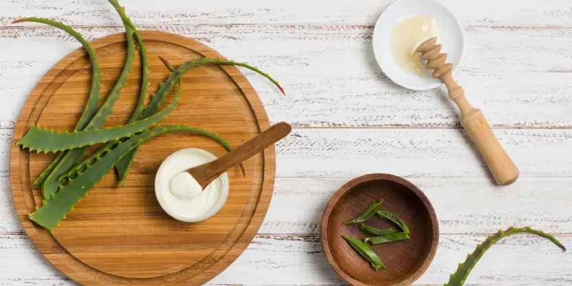 Aloe Vera—The Comfort Blanket Aloe Vera—The Comfort Blanket